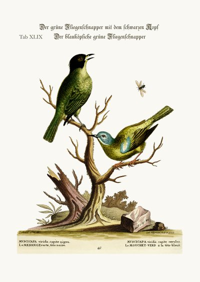 Der grün-schwarz-kappige Fliegenschnäpper. Der blauköpfige grüne Fliegenschnäpper, 1749-73 von George Edwards